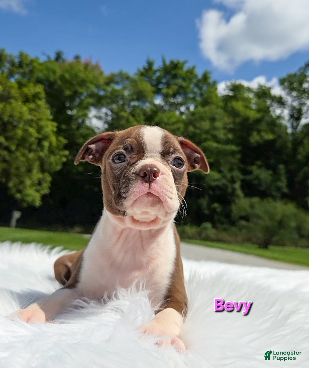 Boston Terrier dogs Bevy - Ad 1