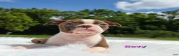 Boston Terrier dogs for sale: Bevy - Ad 5