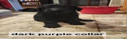 Labradoodle dogs for sale: Labradoodle dark purple collar - Ad 12