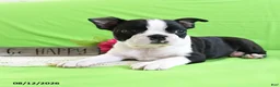 Boston Terrier dogs for sale: Ace - Ad 4