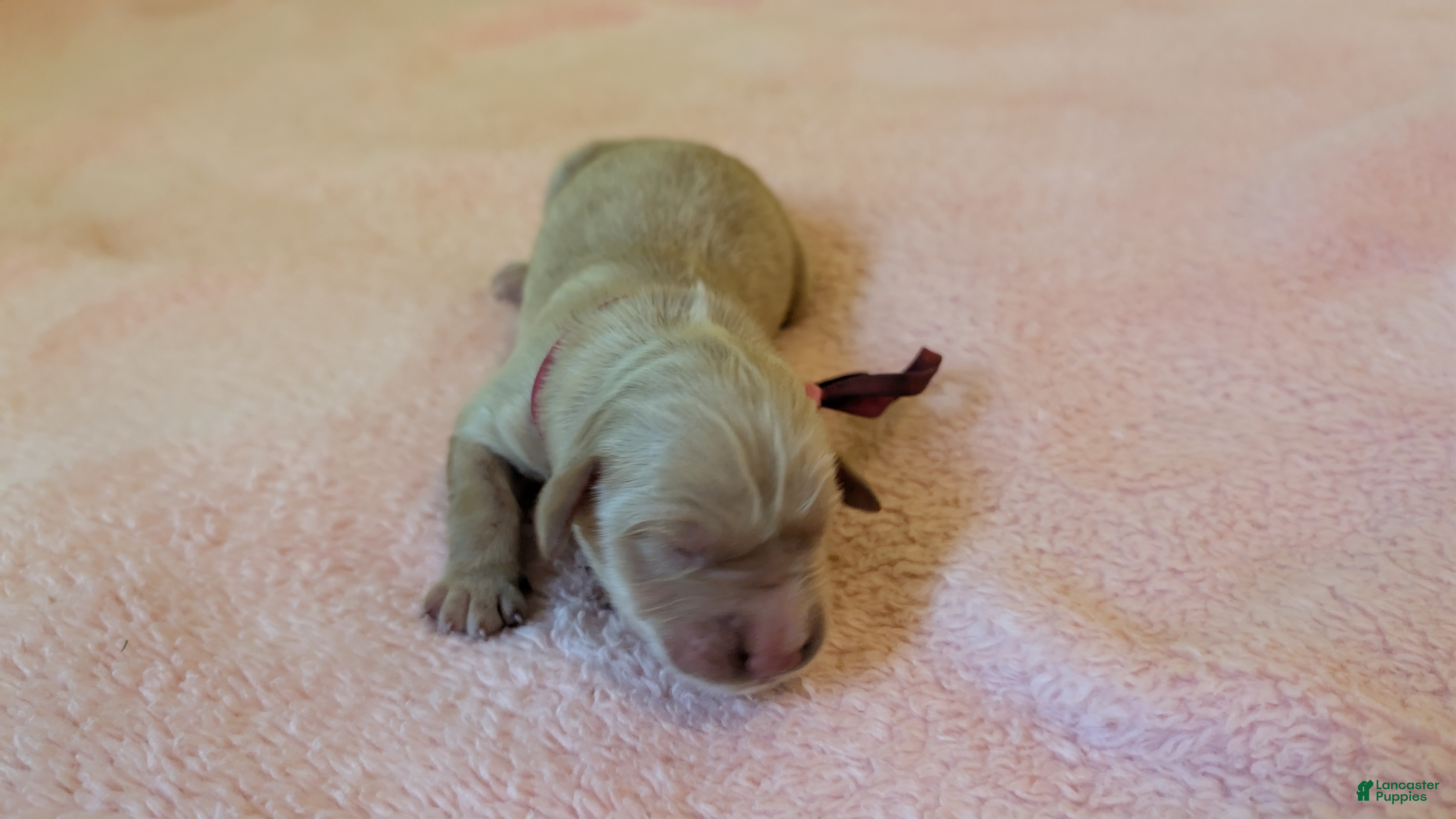 Golden Retriever dogs Golden Retriever (Pink Collar) - Ad 5