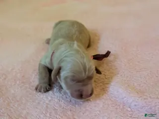 Golden Retriever dogs Golden Retriever (Pink Collar) - Ad 5