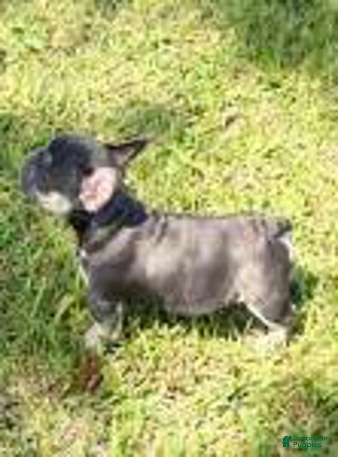 French Bulldog dogs for sale: Rose - Ad 1