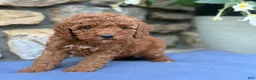 Miniature Poodle dogs for sale: Murphy - Ad 13