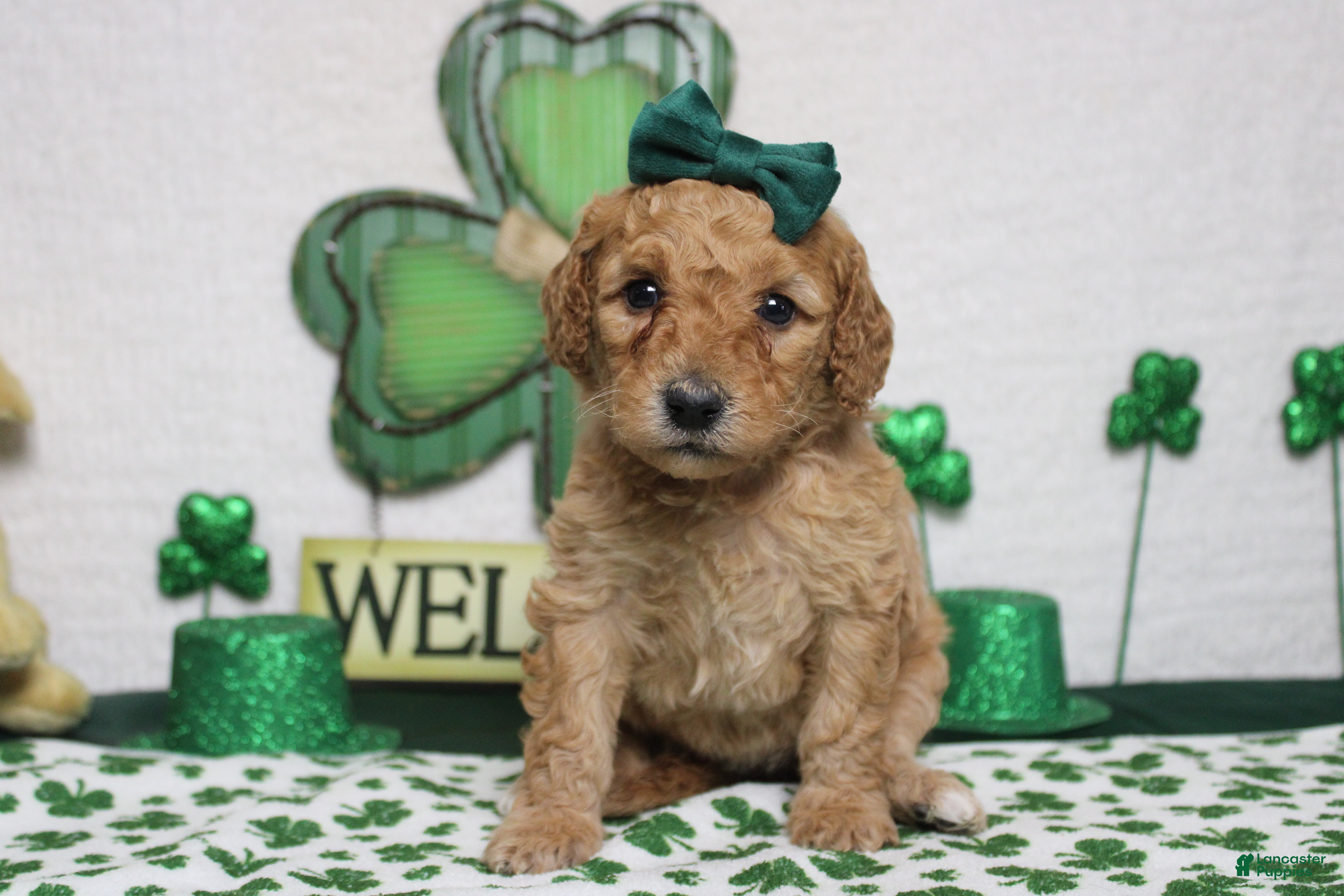 Goldendoodle dogs Shasta  - Ad 12