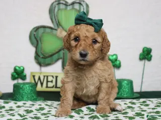 Goldendoodle dogs Shasta - Ad 12