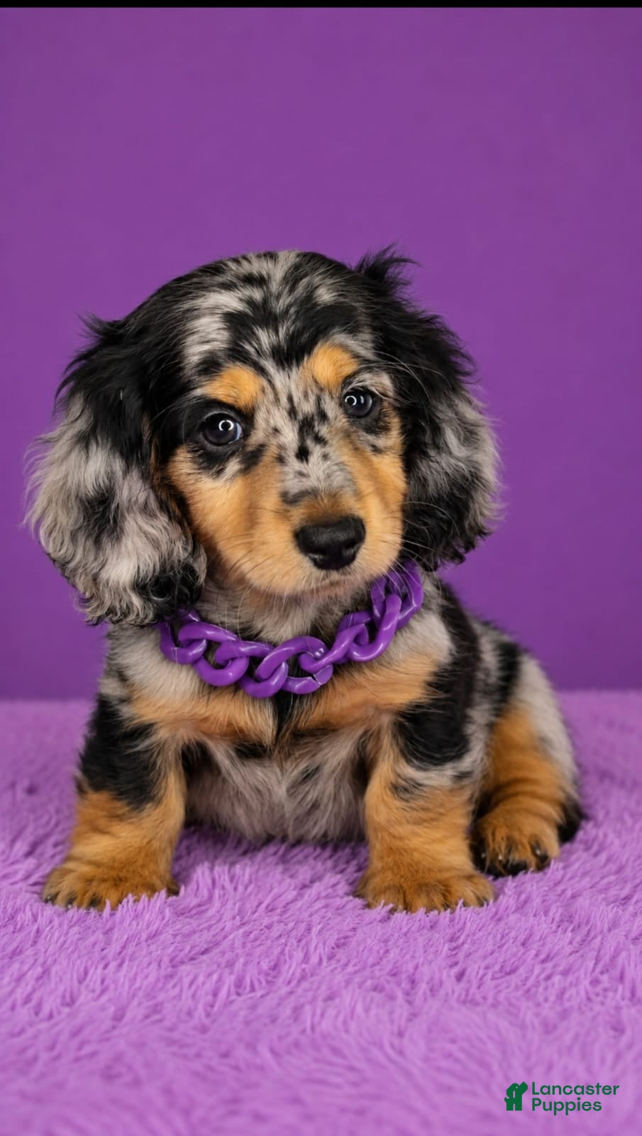 Dachshund dogs Dachshund Puppy 1 - Ad 7