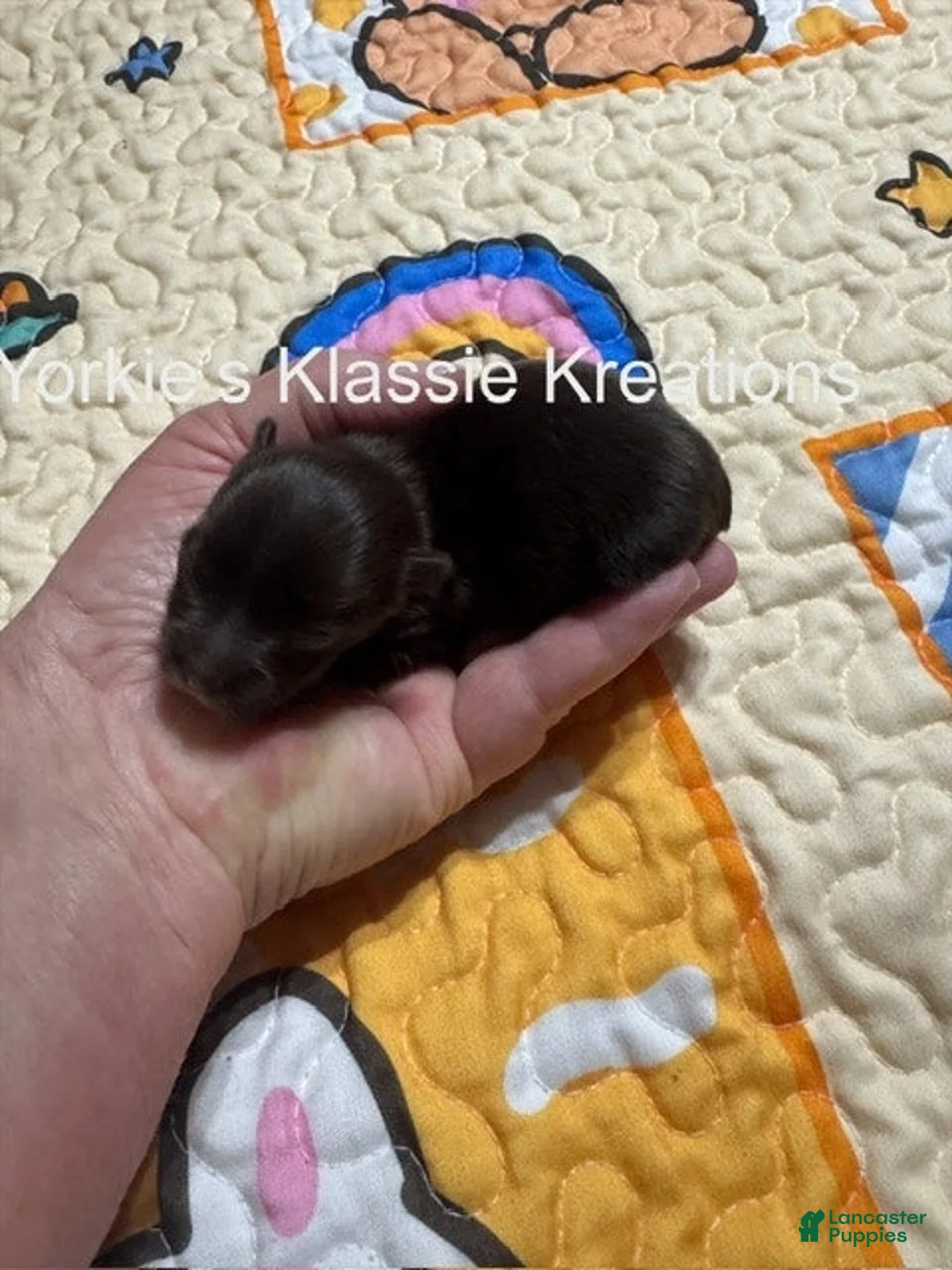 Yorkshire Terrier dogs for sale: KLANSEY - Ad 3