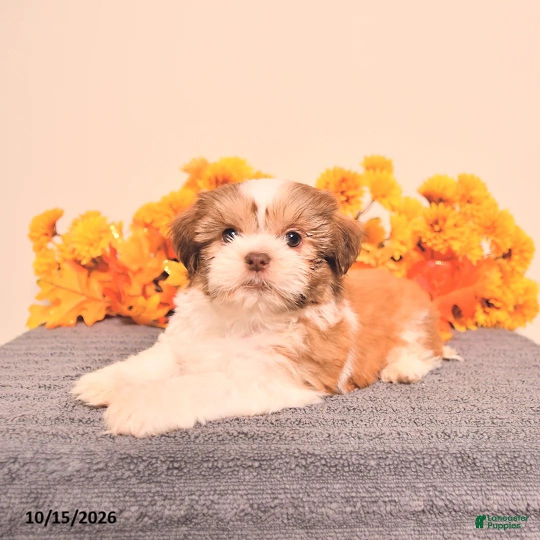 Shih Tzu dogs for sale: Luca - Ad 5