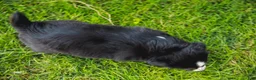 Miniature Australian Shepherd dogs for sale: Winnie - Ad 8