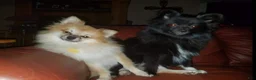 Pomeranian dogs for sale: Luna Bear - Ad 9