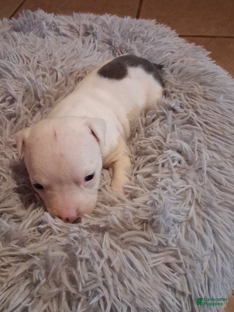 American Pit Bull Terrier dogs for sale: American Pit Bull Terrier 7 - Ad 3