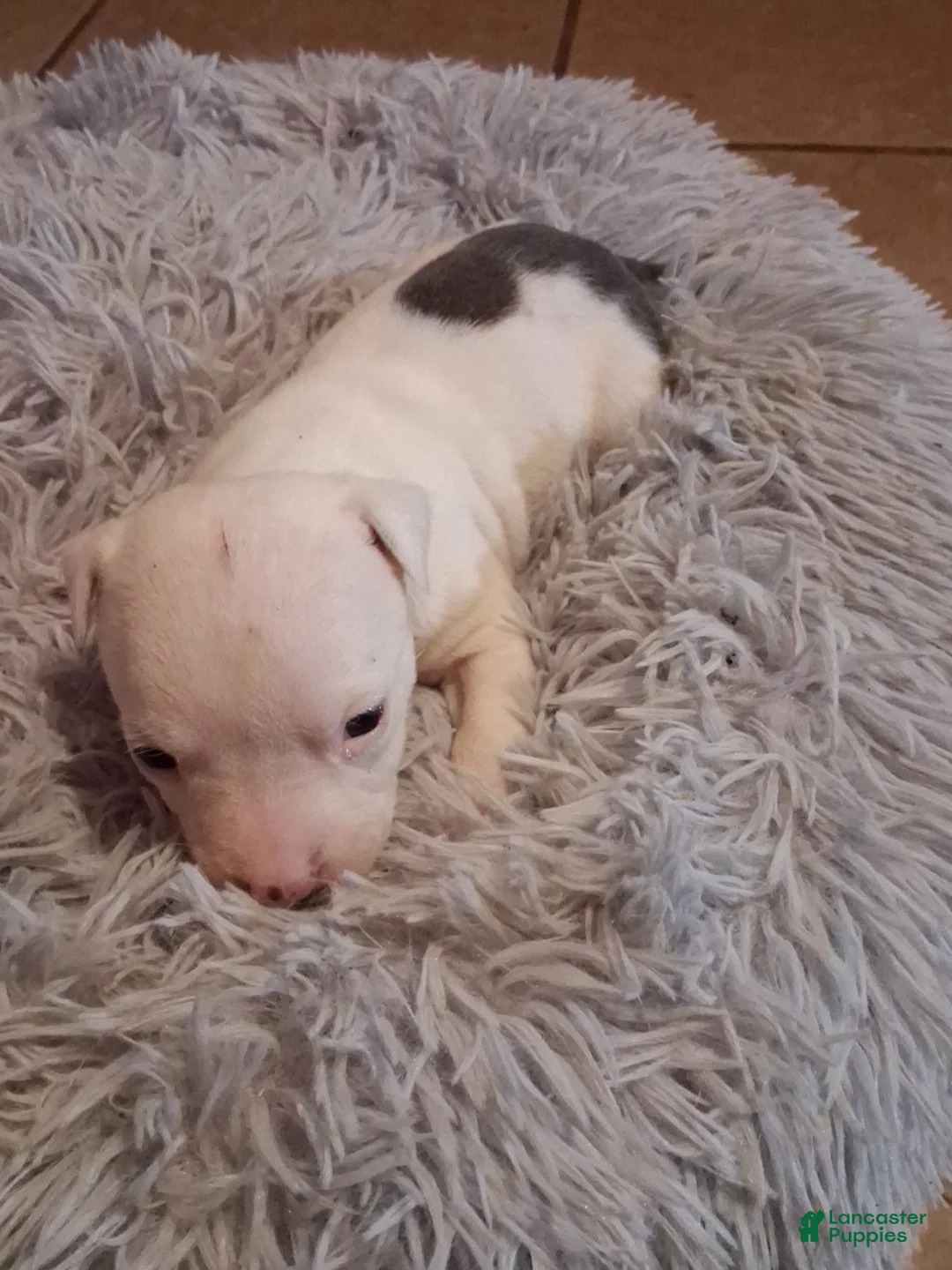 American Pit Bull Terrier dogs for sale: American Pit Bull Terrier 7 - Ad 1