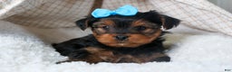 Yorkshire Terrier dogs for sale: CHARLIE - Ad 13