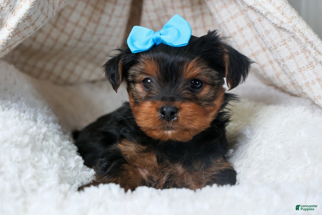 Yorkshire Terrier dogs for sale: CHARLIE - Ad 13