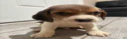 Beagle dogs for sale: Snoopy - Ad 9