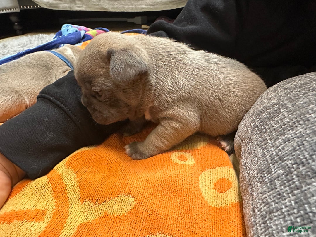 French Bulldog dogs for sale: Georgio - Ad 11