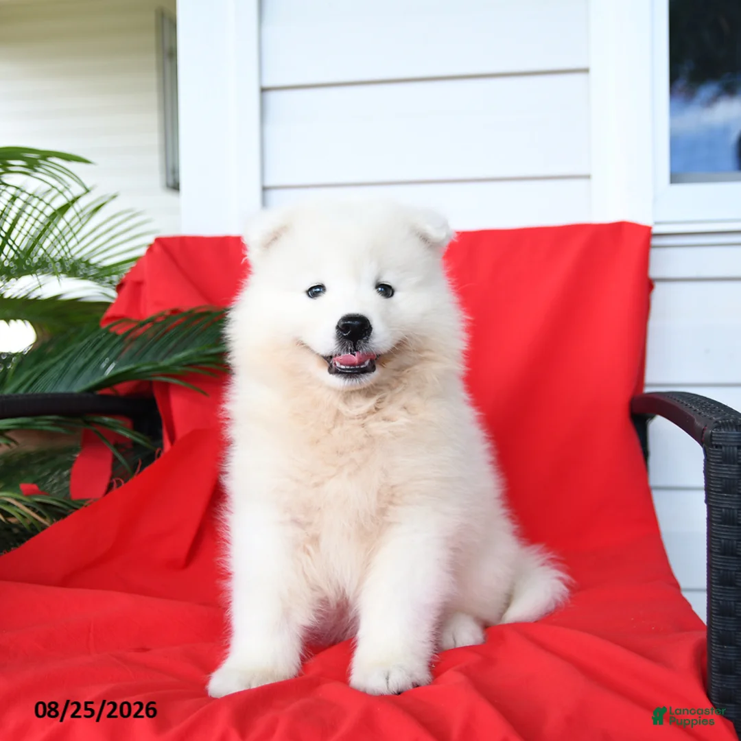 Samoyed dogs for sale: Lexi  - Ad 3