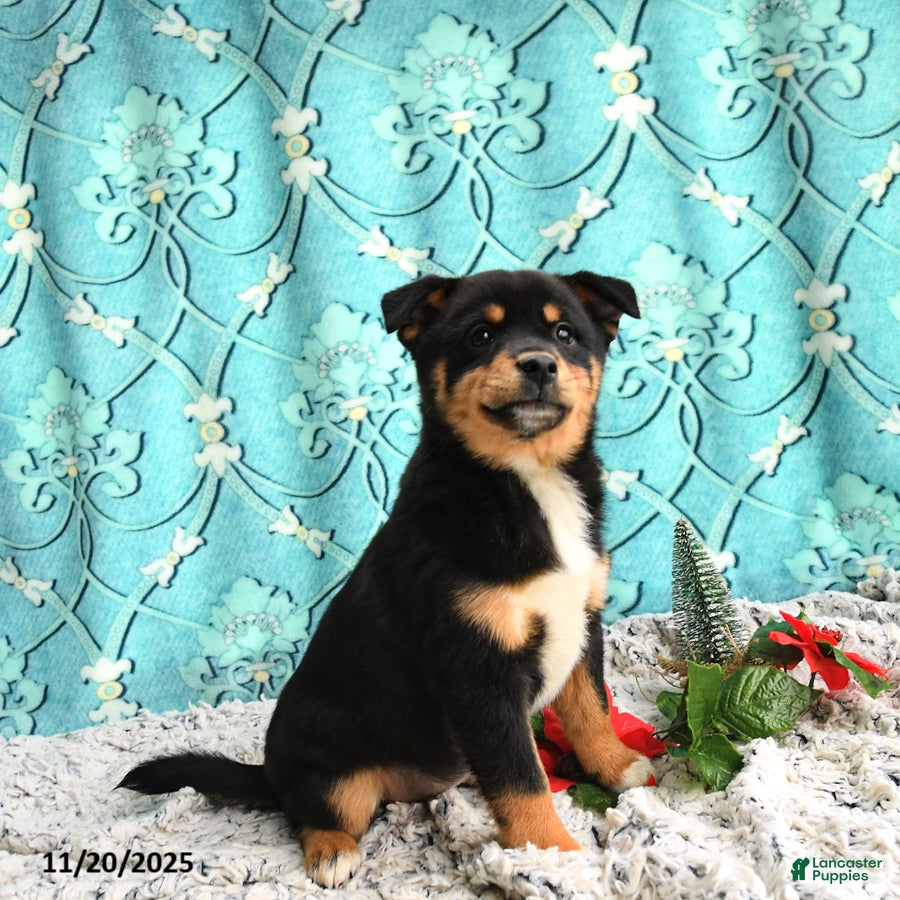 Mixed Breed dogs Millie - Ad 10