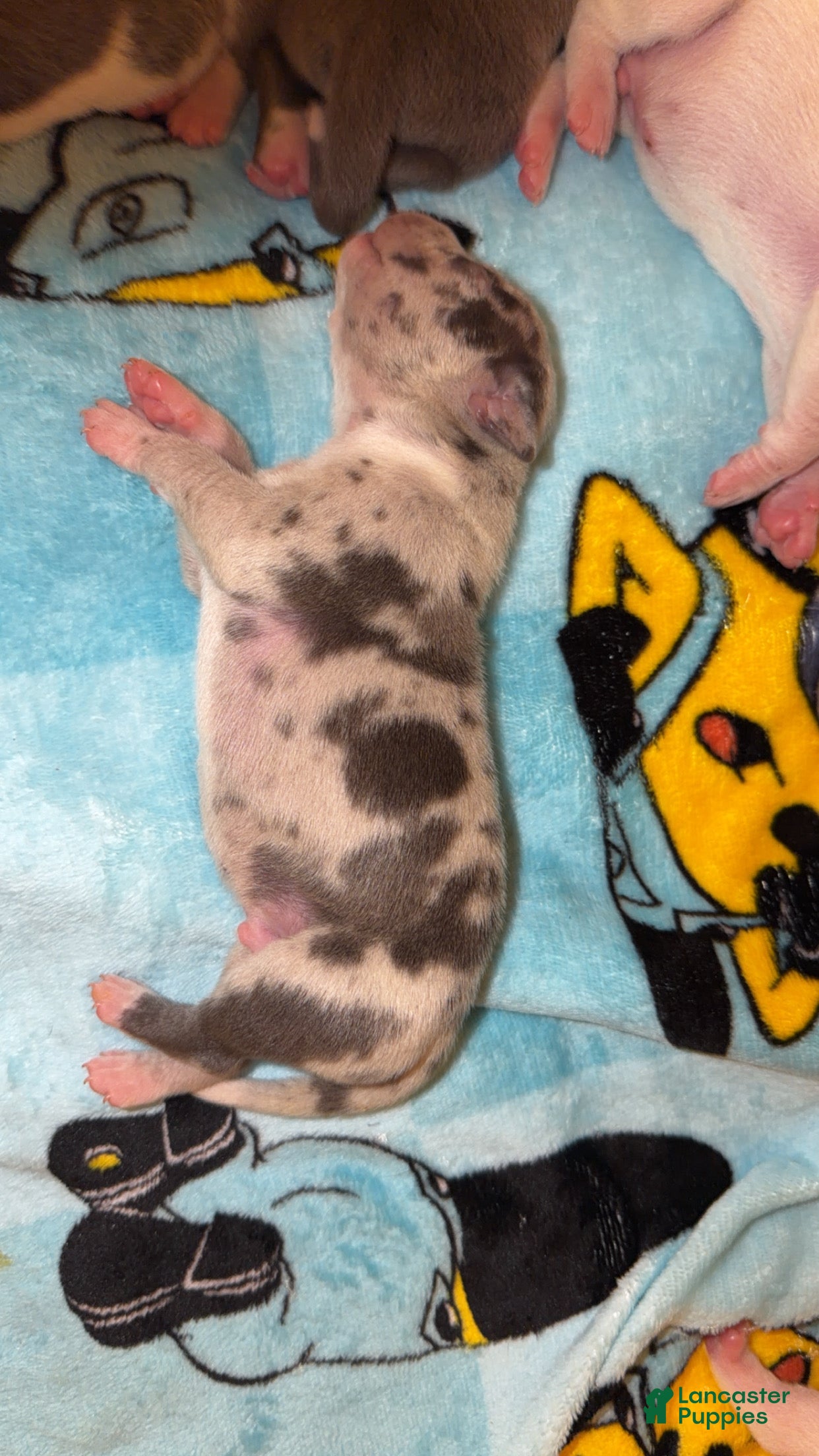 American Bully dogs American Bully 6 - Ad 25