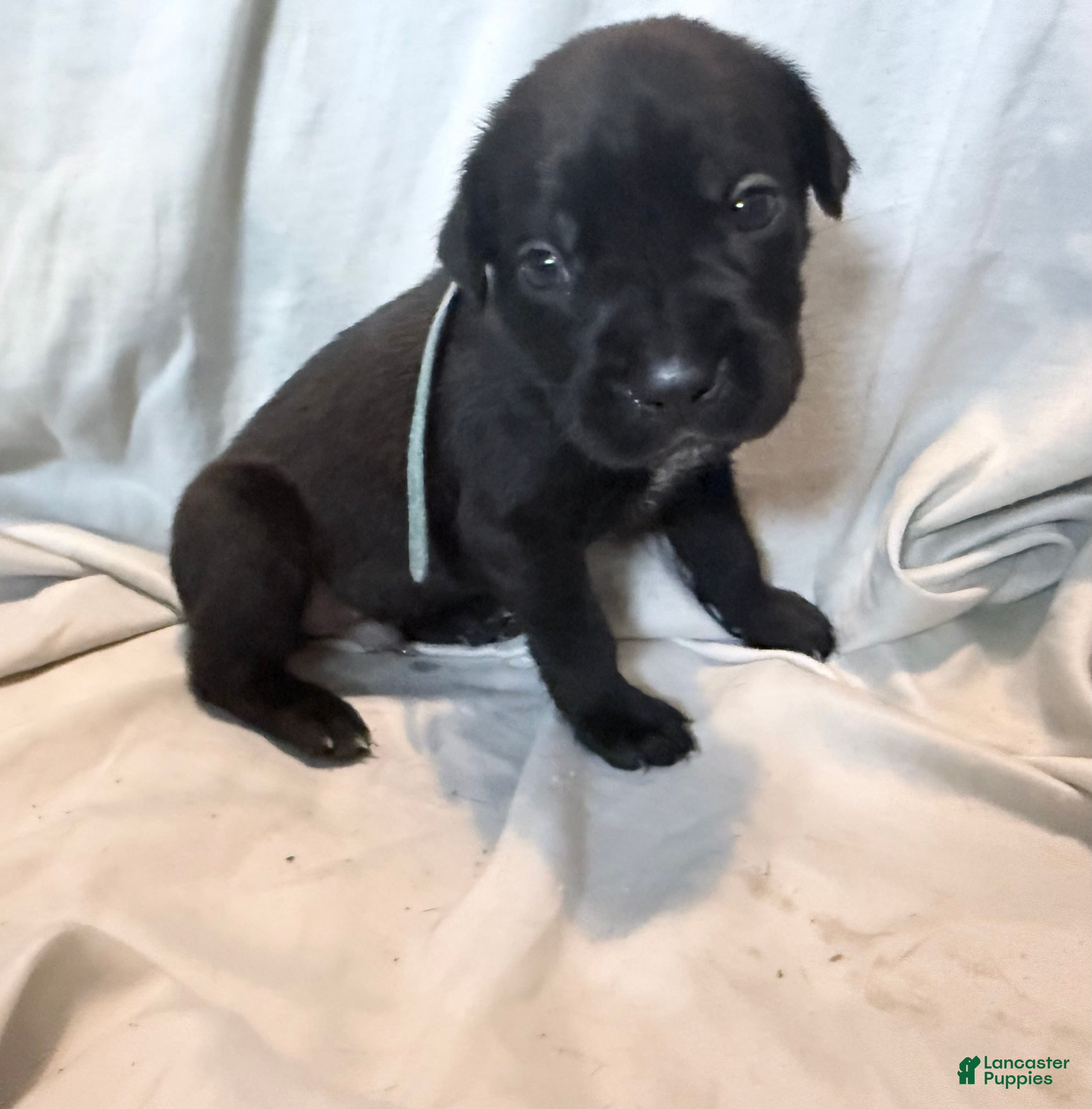 Cane Corso dogs Rufus AKC blue collar - Ad 16