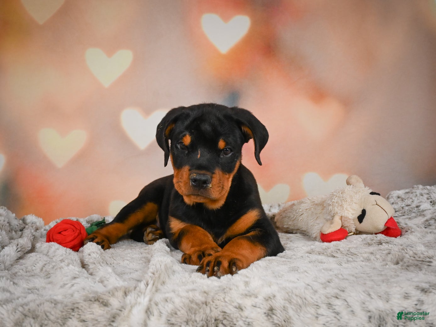 Rottweiler dogs Ace - Ad 2