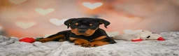 Rottweiler dogs for sale: Ace - Ad 2