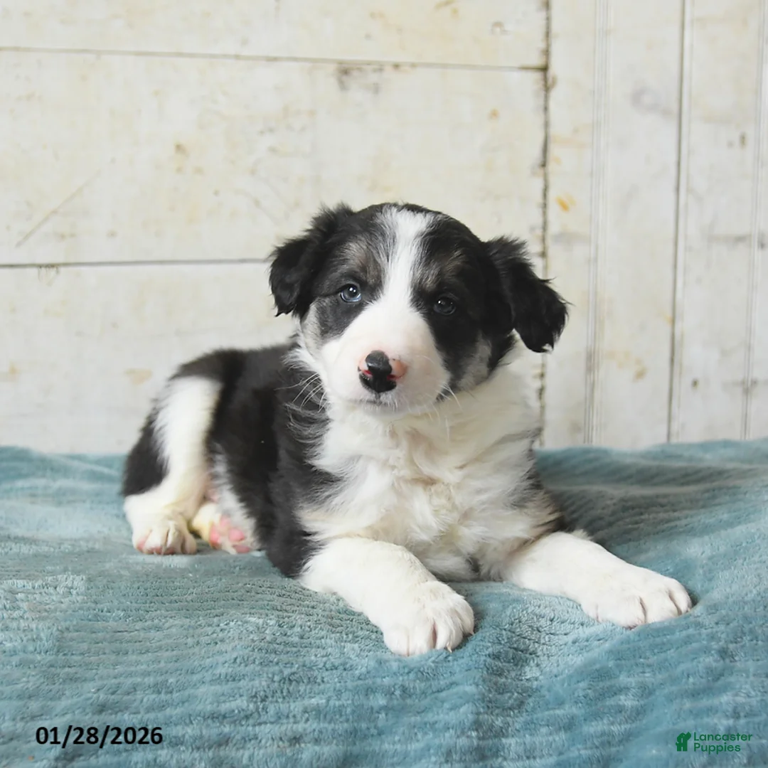 Border Collie dogs for sale: Finn - Ad 2