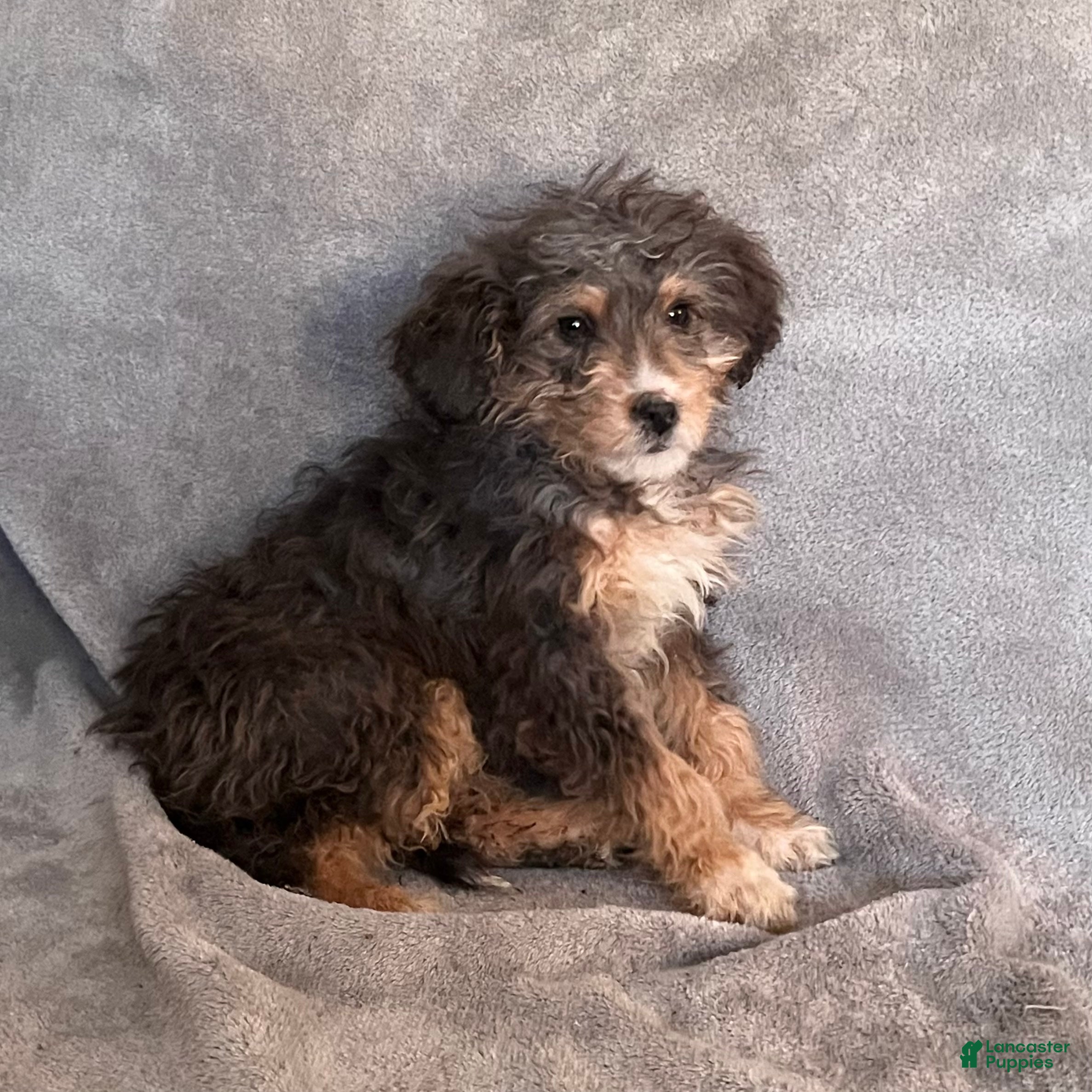 Bernedoodle dogs Jetta updated pics - Ad 25