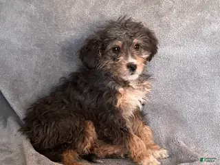 Bernedoodle dogs Jetta updated pics - Ad 25