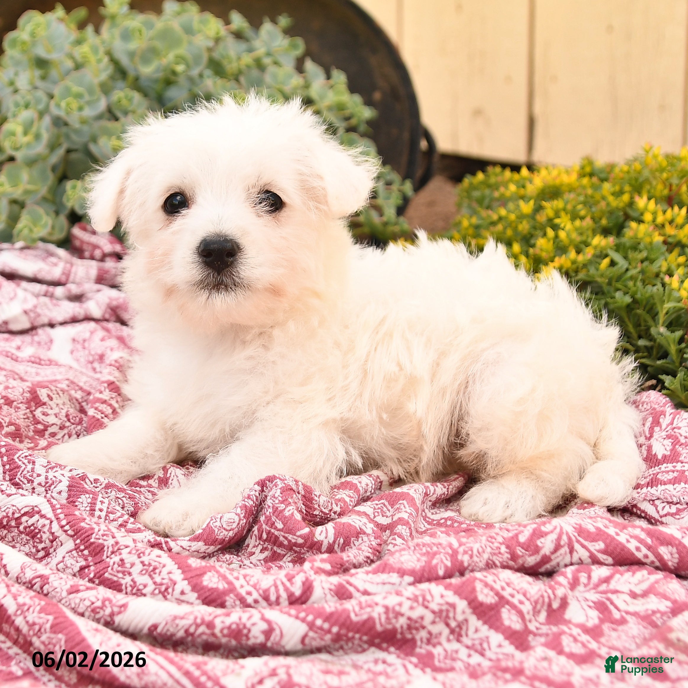 Westiepoo dogs for sale: Queenie - Ad 2