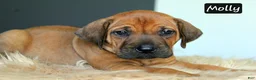 Rhodesian Ridgeback dogs for sale: Molly - Ad 1