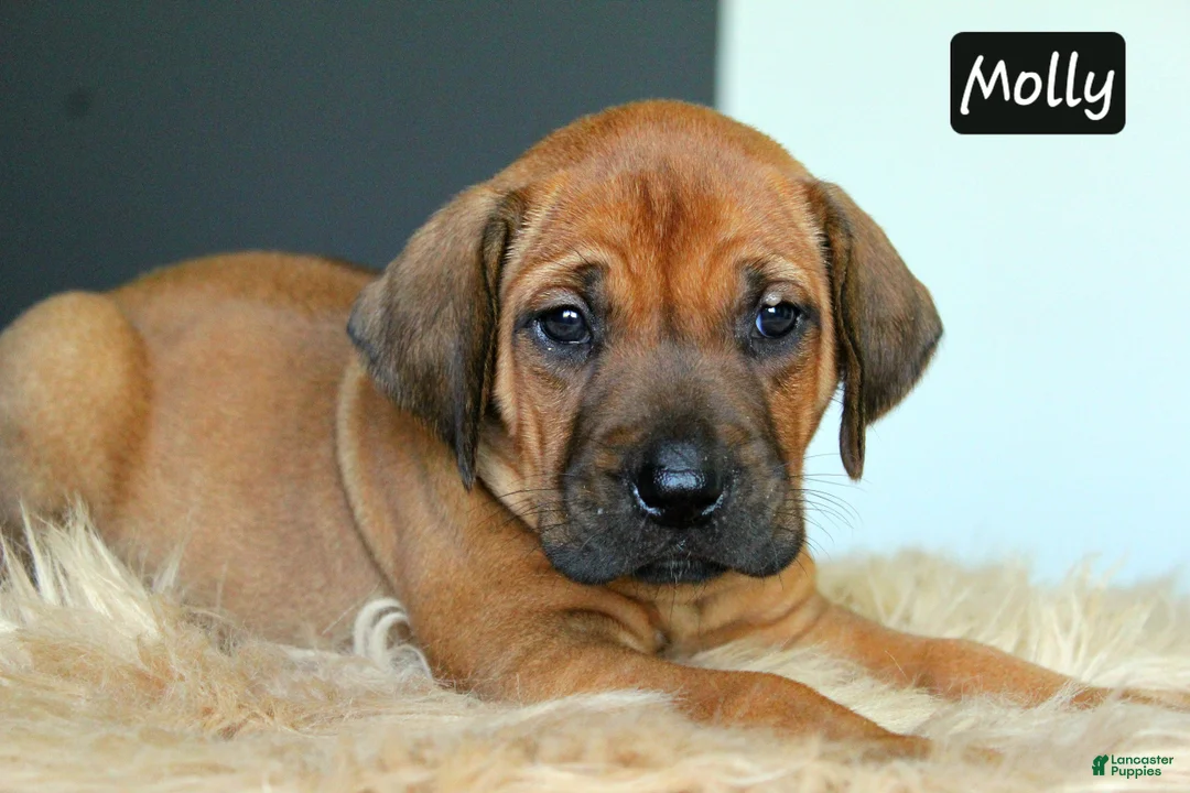 Rhodesian Ridgeback dogs for sale: Molly - Ad 1