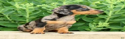 Miniature Dachshund dogs for sale: Jodi - Ad 4