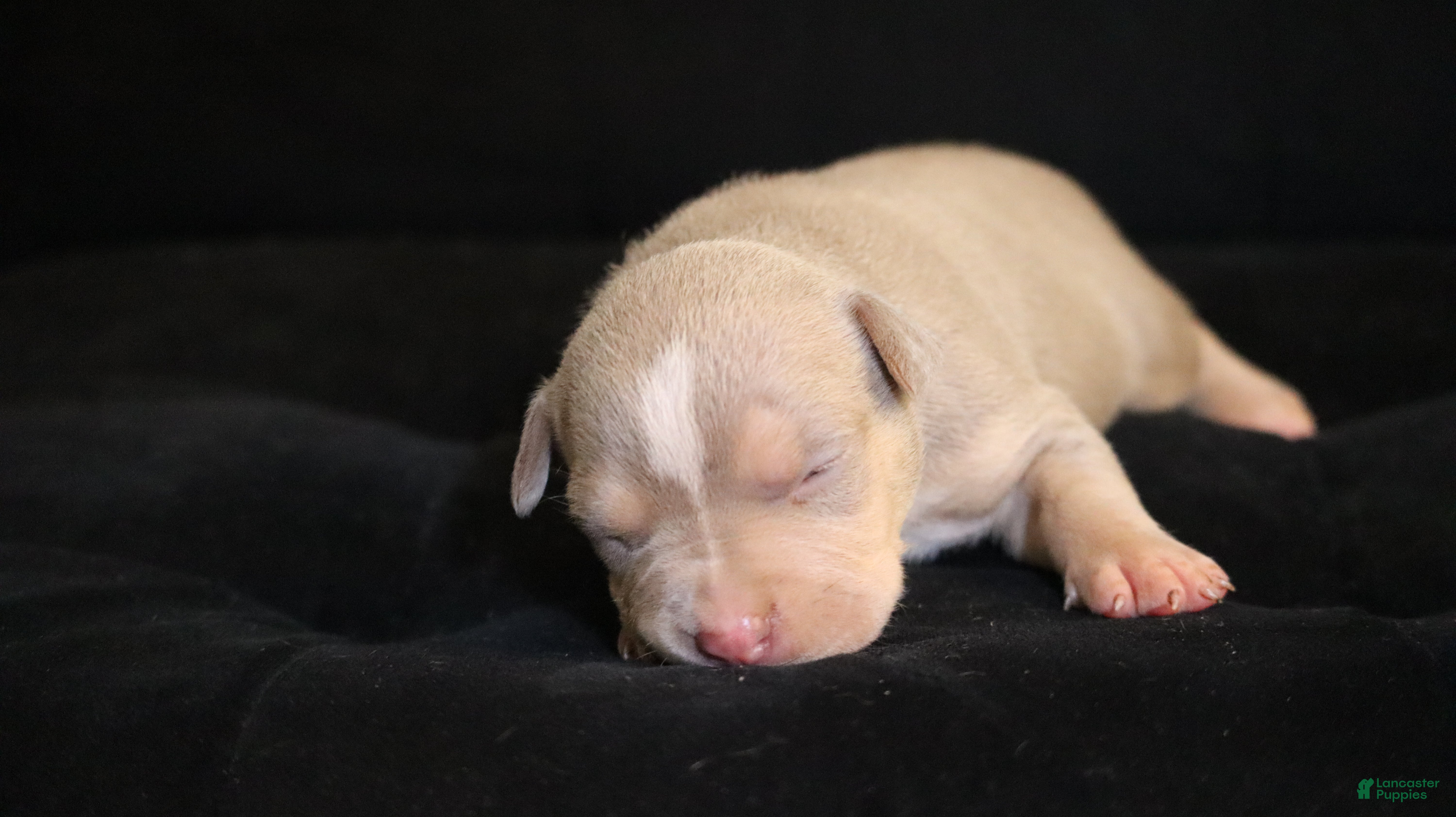 American Bully dogs Tampa - Ad 22