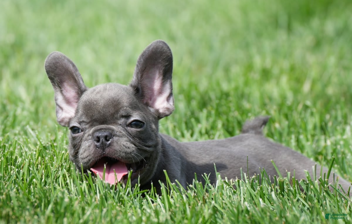 French Bulldog dogs Austin - Ad 2