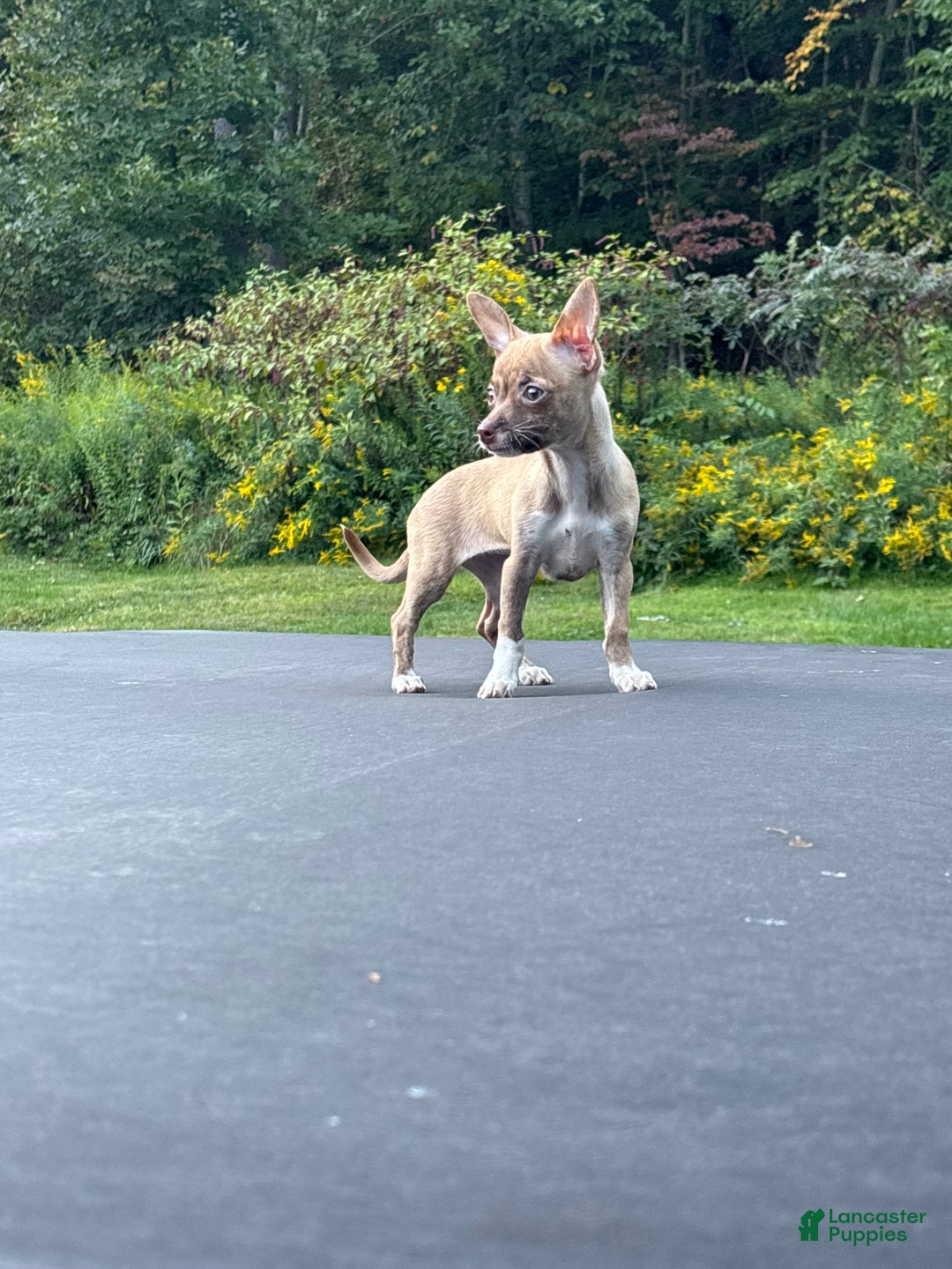 Chihuahua dogs for sale: Tara - Ad 3