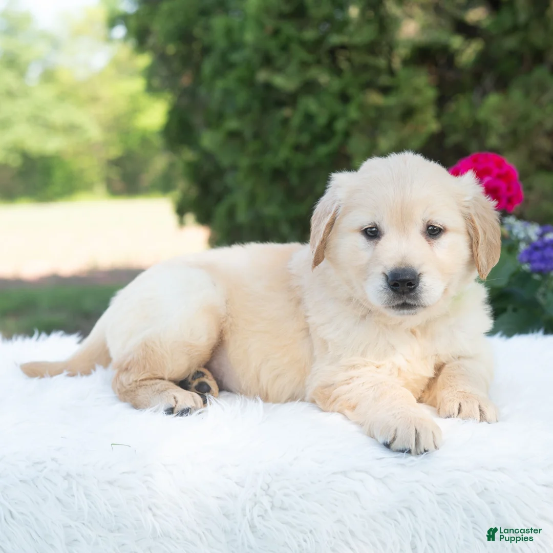 Golden Retriever dogs for sale: Bluebelle  - Ad 1