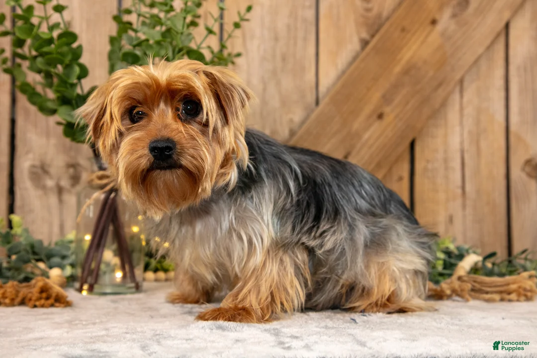 Yorkshire Terrier dogs for sale: Dudley - Ad 4