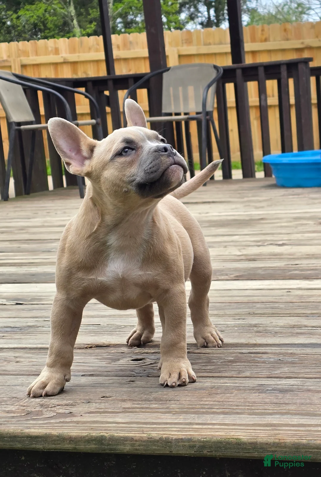 American Bully dogs for sale: Pixie - Ad 1