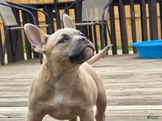 American Bully dogs for sale: Pixie - Ad 3