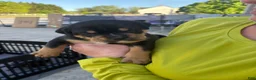 Mixed Breed dogs for sale: Diesel (Diesel) - Ad 7