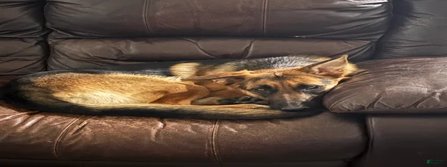 Akkina