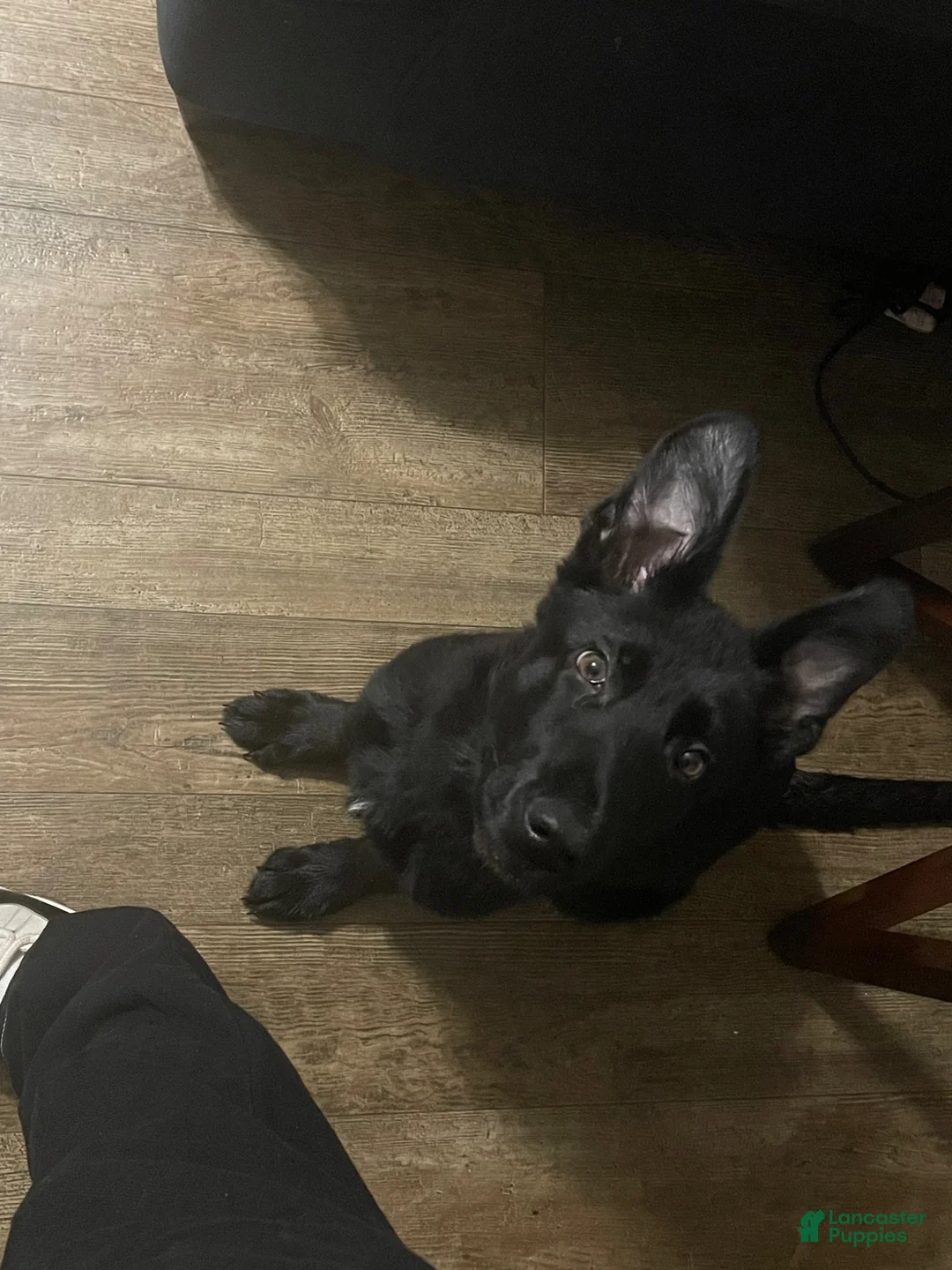 German Shepherd dogs for sale: Red - Ad 1