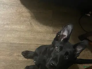 German Shepherd dogs Red - Ad 30