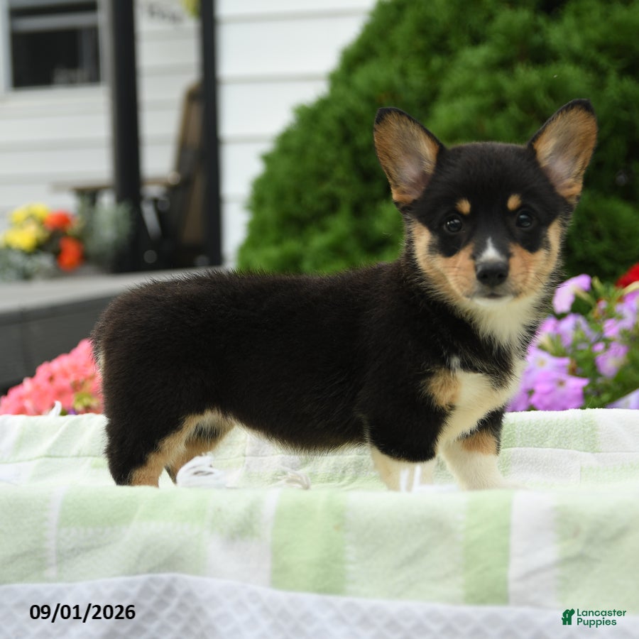 Welsh Corgi Pembroke dogs Blair - Ad 1