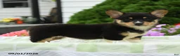 Welsh Corgi Pembroke dogs for sale: Blair - Ad 4