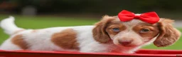 Miniature Dachshund dogs for sale: OSCAR - Ad 12