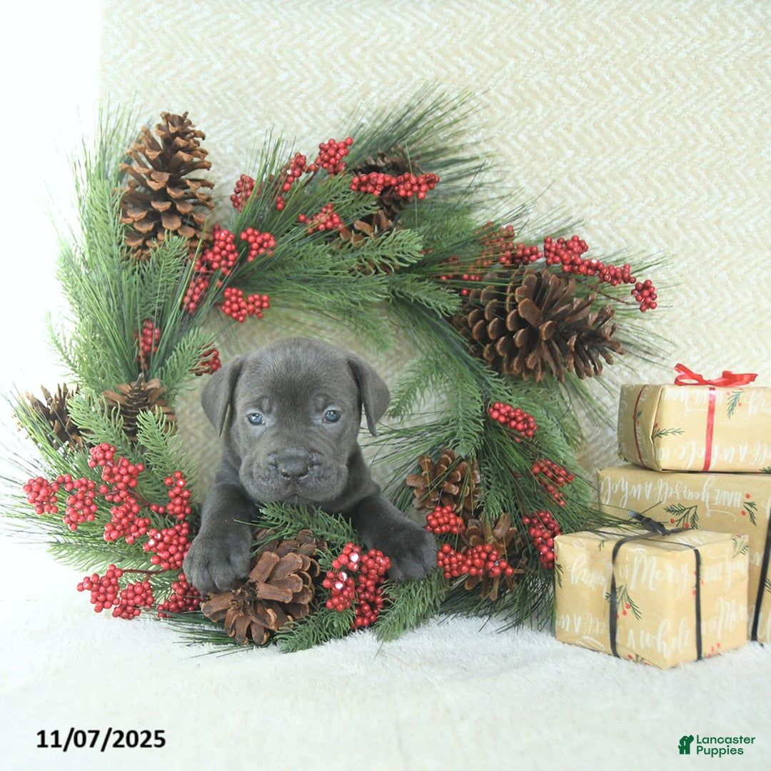 Cane Corso dogs for sale: Roscoe - Ad 12
