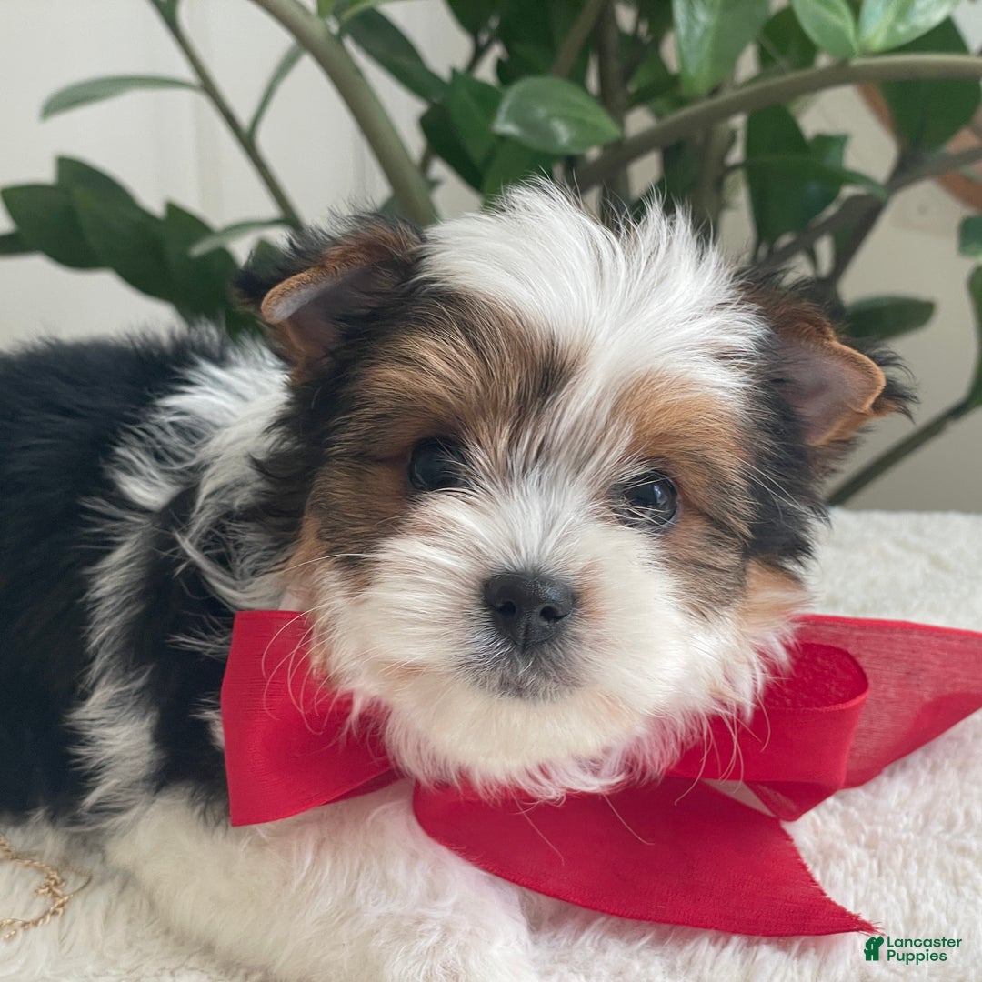 Biewer Terrier dogs for sale: Toby - Ad 5